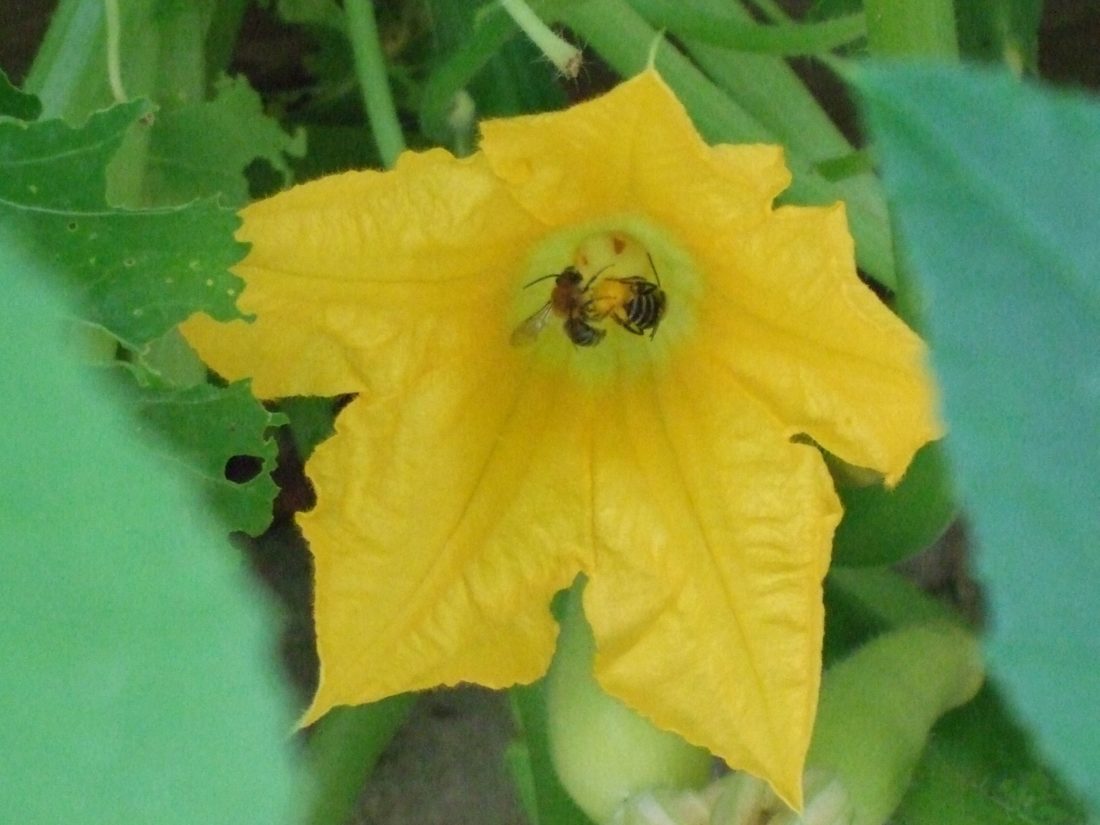 bees working in flower