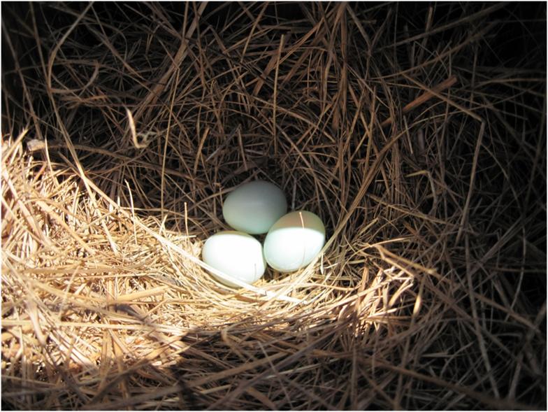 bird eggs