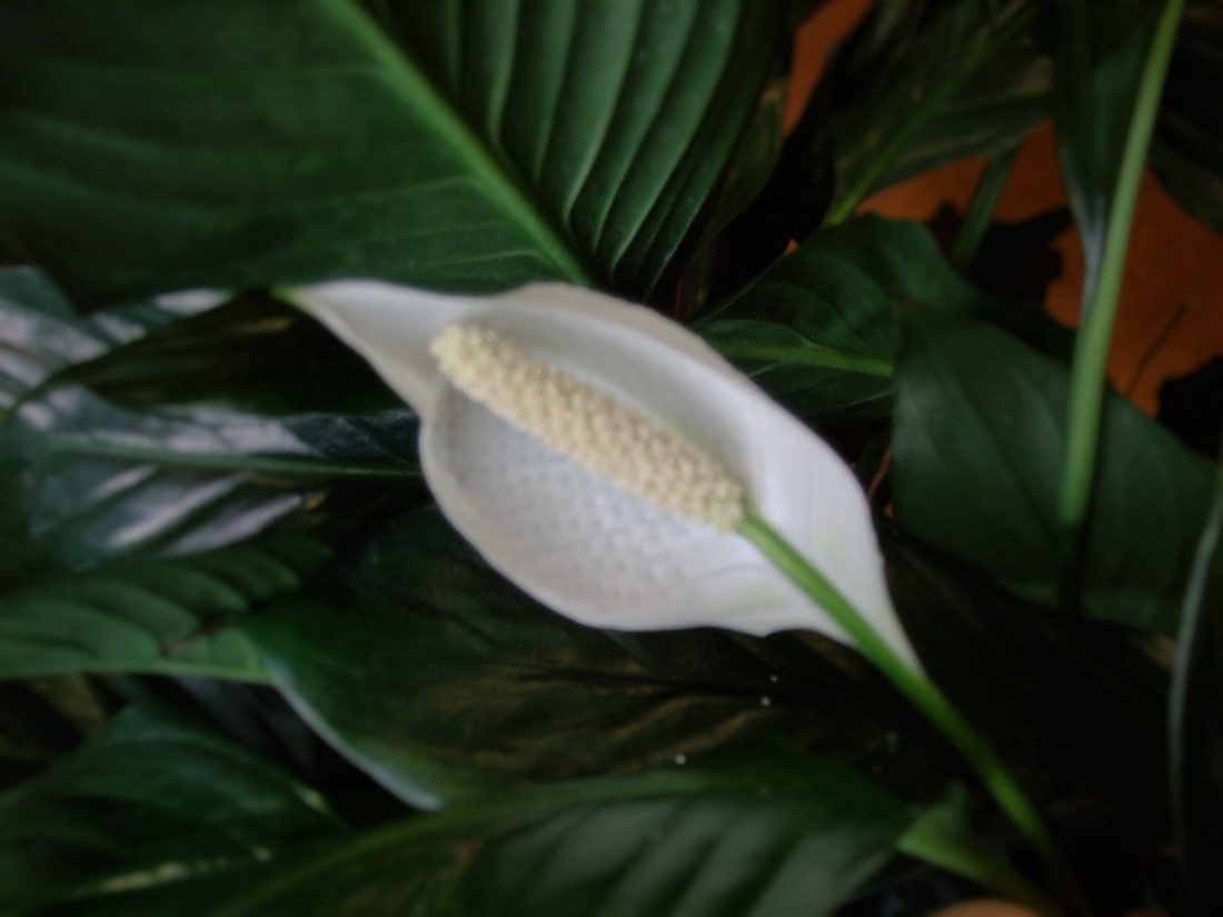 peace lily